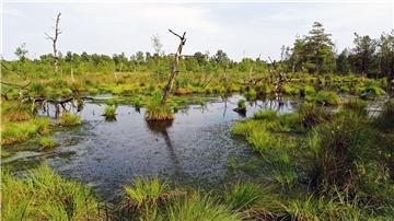 Moorvernässung