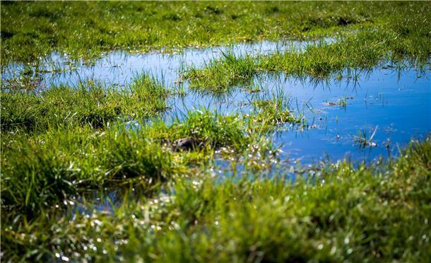 Sehen viele Wiesen im Cuxland bald so aus? Die Bauern und der Kreis Cuxhaven fürchten das. Über 17.000 Hektar landwirtschaftliche Fläche bieten laut einer Studie des Landes ein sehr hohes Potenzial für die Vernässung. Foto Schuldt