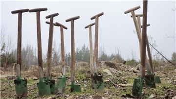 Sieben Millionen Laubbäume im Harz gepflanzt Seit 2008 sind rund sieben Millionen Laubbäume im Nationalpark Harz gepflanzt worden. (Archivbild)
