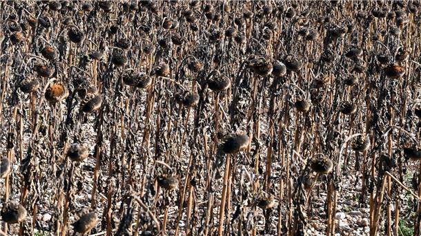 Landwirte in Südfrankreich beten bei Prozession um Regen Seit Beginn der Wetteraufzeichnungen 1959 hat es in Frankreich im Winter noch nie so langanhaltend keinen Regen gegeben.