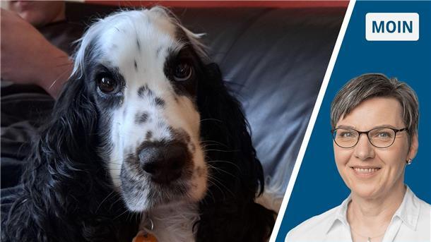 Wie wir aus Versehen den schönsten Hund der Welt bekommen haben Collage Cocker Spaniel/Portrait Andrea Vogt