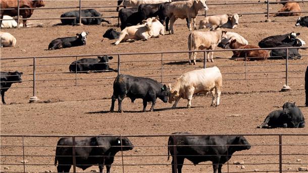 Selbst bei einer globalen Energiewende weg von fossilen Brennstoffen würden allein die Ernährungssysteme dazu führen, dass die Erderwärmung nicht auf 1,5 Grad begrenzt werden kann, heißt es im Bericht. (Archivbild)