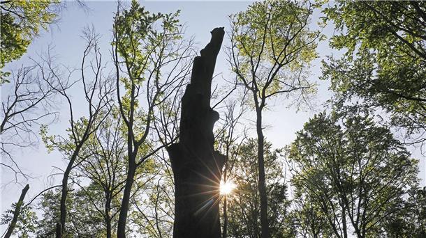 Der deutsche Wald verschwindet Selbst Buchen werden es in Zukunft in Deutschland schwer haben.