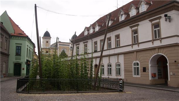 Tschechien: Saazer Hopfenlandschaft wird Unesco-Welterbe Selbst mitten in Zatec wächst ein kleines Hopfenfeld (Archivbild).
