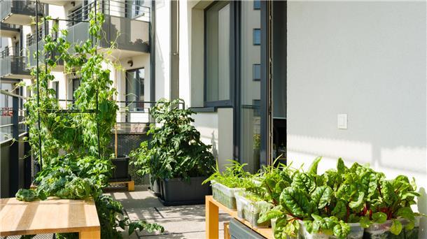 Grüner Balkon