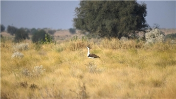 Seltenheit: Laut WWF gibt es nur noch rund 200 Hindutrappen.