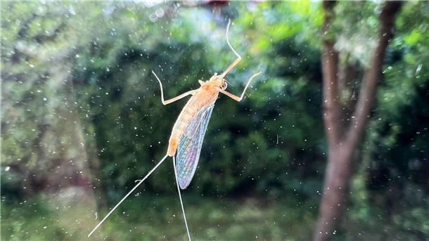 Fliegen und paaren unter Zeitdruck Sie sieht eindeutig anders aus als eine gewöhnliche Fliege: Diese Eintagsfliege sitzt an einer Fensterscheibe.