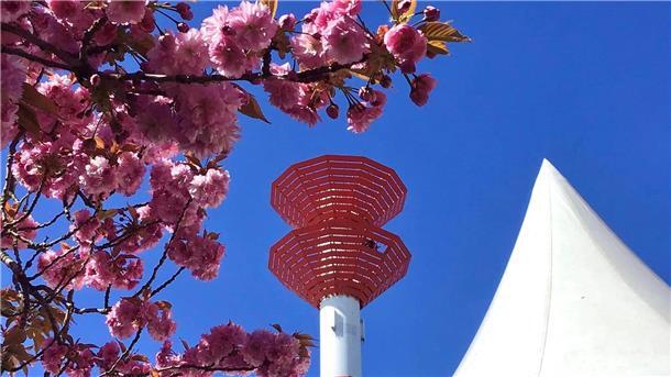 Sie sind jetzt Mitte März schon zu ahnen: Die rosa Kirschbäume in Bremerhaven sind auf dem Sprung, aufzublühen. Im Fischereihafen stehen sie an Krohns Eck und geben dem maritim-herben Charme eine Portion Poesie mit. 