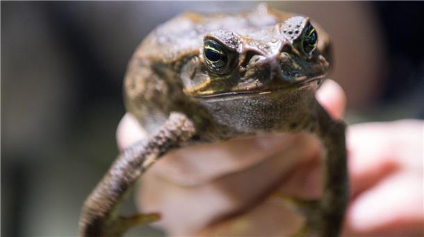 Sie sollte Schädlinge bekämpfen - jetzt wird sie selbst gejagt: Die Aga-Kröte ist in Australien eine Bedrohung für die einheimischen Tiere.