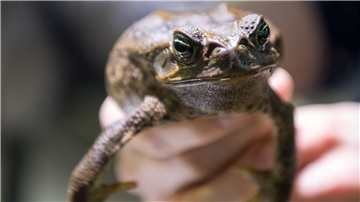 Sie sollte Schädlinge bekämpfen - jetzt wird sie selbst gejagt: Die Aga-Kröte ist in Australien eine Bedrohung für die einheimischen Tiere.