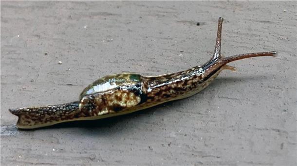 Sie tragen zwar Häuser auf dem Rücken, jedoch sind diese zu klein, als dass sich die Weichtiere in sie zurückziehen könnten.