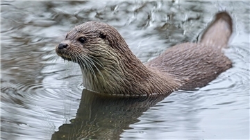 Fischotter im Wasser