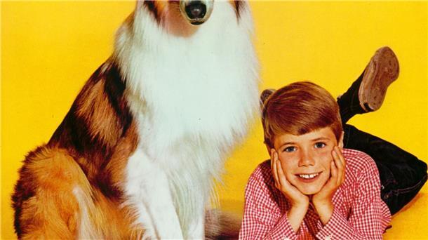 Sieben Jahre lang stand der Kinderstar Jon Provost als Timmy vor der Kamera. (Handout)