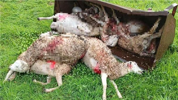 Mehrere tote Schafe, gerissen von einem Wolf