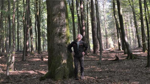 Siegfried Rakowitz im Ruhestand – „Ich bin nicht der Typ, der zurückblickt“ Ein Mann steht vor einem dicken Baum.