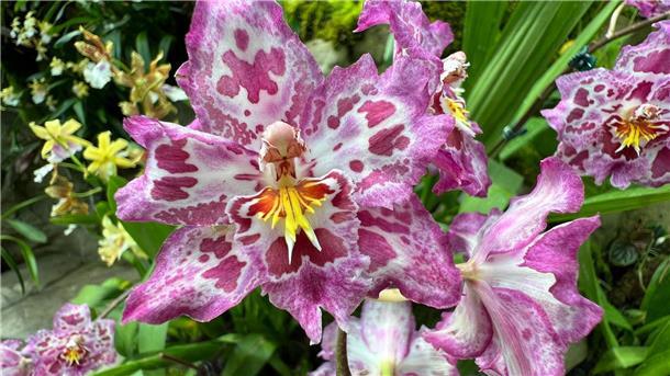 Singapur benennt einige seiner Orchideen nach berühmten Politikern.