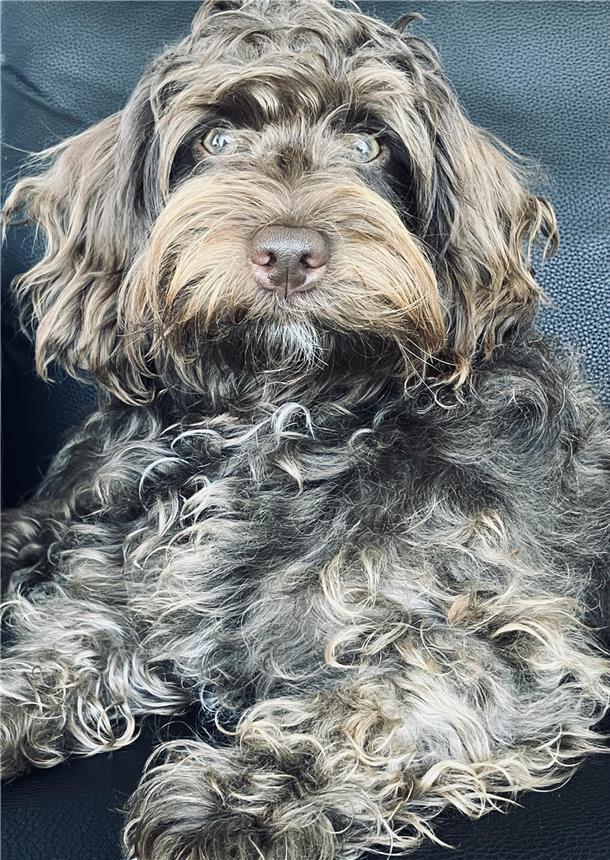 Sissi aus Bremerhaven – Eure kaiserliche Majestät, 11 Monate alt. Ein Mini-Labra...
