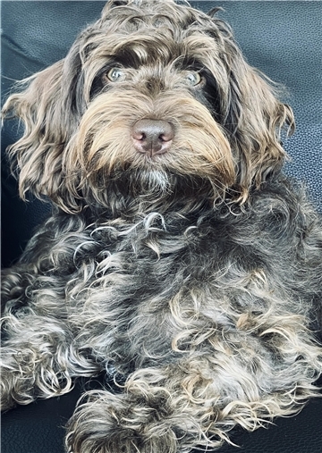 Sissi aus Bremerhaven – Eure kaiserliche Majestät, 11 Monate alt. Ein Mini-Labra...