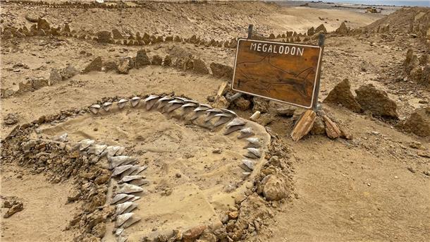 Skelettteile des Megalodon wurden in verschiedenen Teilen der Welt gefunden, etwa in Chile. (Archivbild)
