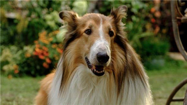 Die Filmstarts der Woche Smart, cool, lieb und klug: Lassie.