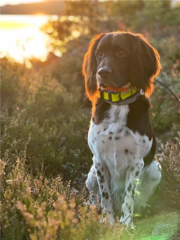 Snorre, ein kleiner Münsterländer, mittlerweile 6 Jahre alt: Snorre ist ein leid...