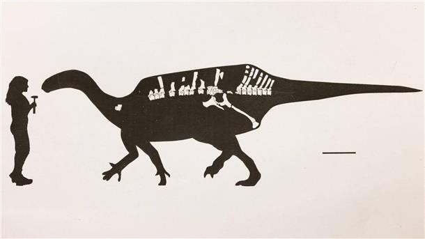 So groß war der neu entdeckte Dinosaurier im Vergleich zu einem Menschen.