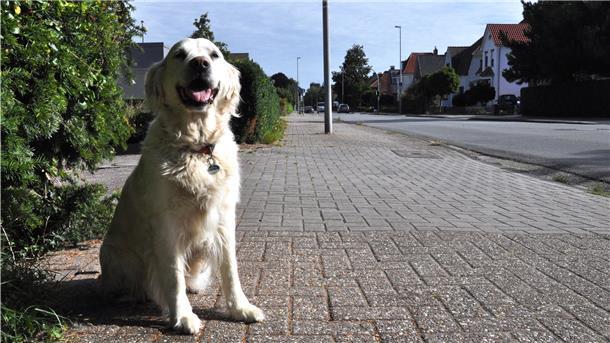 So kannten die Nordenhamer Emily viele Jahre lang. Sie saß am Mittelweg und wartete auf ihre Freunde. Am Montag ist Nordenhams bekannteste Hündin im Alter von 13 Jahren gestorben.