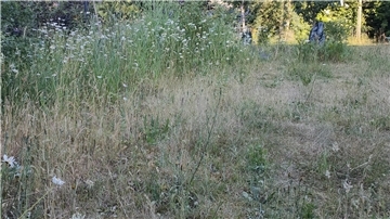 Vertrocknete Rasenflächen
