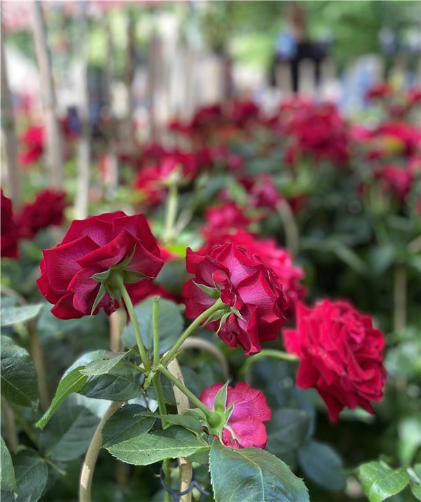 So schön war die Landpartie „Garten & Ambiente“ in Nordenham So prächtig wie diese Rosen war die gesamte Landpartie.