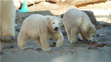 So sahen die Eisbärenmädchen "Anna" und "Elsa" aus, als sie zum ersten Mal von Zoobesuchern in Bremerhaven fotografiert werden konnten. 