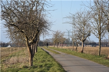 Das Foto zeigt den mit Obstbäumen gesäumten Weg. 