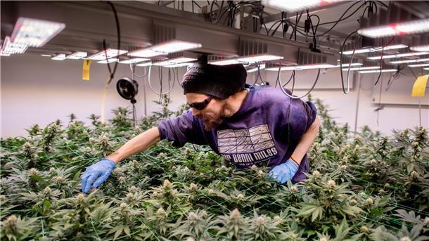 So sieht legaler Anbau aus: In Cannabis-Clubs darf seit einem Jahr ganz offiziell gegärtnert werden. (Archivbild)