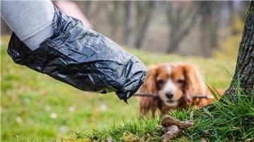 Ein Teil des Armes in einer schwarzen Tüte. Daneben ein kleiner Hund. 