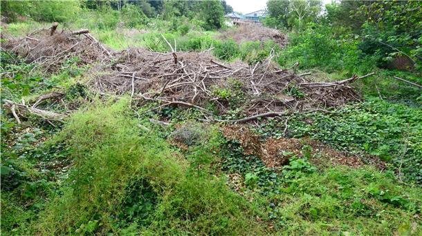 So struppig war das Gelände bis vor Corona: Idealer Unterschlupf für marodierende Jugendgangs in Bremerhavens drittgrößtem Stadtteil Leherheide.