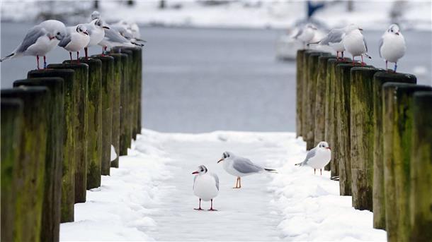 Drei Möwen auf einem verschneiten Pier, weitere Möwen sitzen auf den Pollern zu beiden Seiten. Im Hintergrund die graue See. Es ist winterlich.