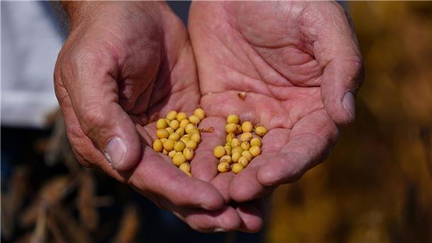 Sojabohnen-Farmer in den USA hatten die ausbleibenden Käufe aus China beklagt. 