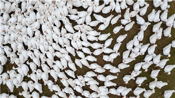 Ab sofort: Stallpflicht soll im Landkreis Cuxhaven vor Vogelgrippe schützen Zuchtgänse laufen über eine Wiese