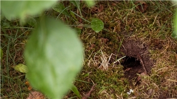 Solche Löcher im Garten sind ein Hinweis auf Wühlmäuse. Die Nager gelangen über Erdtunnel an die Wurzeln der Pflanzen.