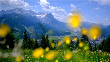 Sommer in den Bergen: Blumen blühen auf einer Wiese am Wank in Bayern, im Hintergrund sind die Gipfel des Wettersteins mit der Zugspitze zu sehen.