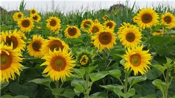 Sonnenblumen