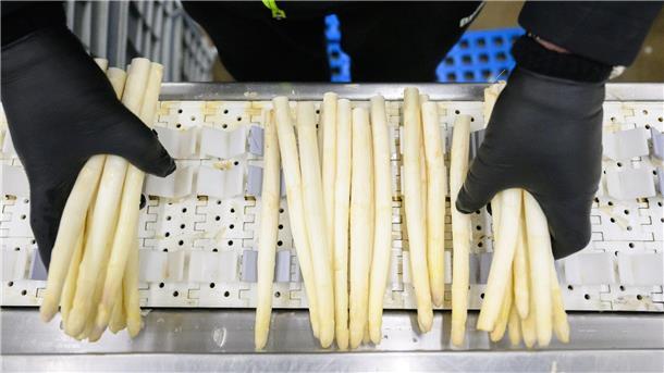 Spargel wird im Spargelhof Heuer in der Region Hannover sortiert.