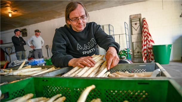 Spargelbauer Sascha Appel prüft in der Verarbeitungshalle die Qualität des „Loher Spargels“.