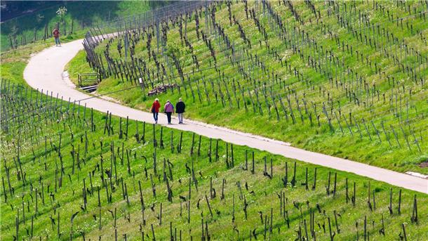 Milde Temperaturen auch am Wochenende Spaziergänger genießen bei schönem Wetter die Weinberge nahe Stuttgart-Rotenberg und Uhlbach.