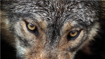 Augen eines Wolfes Blicken in die Kamera. 