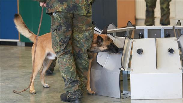 Spürnase in Ausbildung: Ein Hund hat einen etwa 1000 Mal besserenGeruchssinn als ein Mensch – und kann Infektionen riechen.