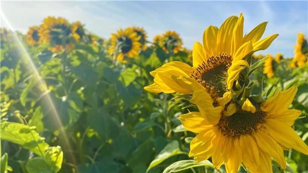 Meine kleine sonnengelbe Flucht aus tristem Novemberblues: Arles achtern Diek! Statt Herbstgrau - Sonne pur: Ein Riesenfeld voller blühender Sonnenblumen vor den Toren Bremerhavens - unmittelbar vor dem 1. November.