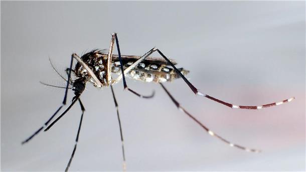 WHO alarmiert wegen hoher Zahl von Dengue-Fällen Stechmücke der Art „Aedes aegypti“ - auch „Stegomyia aegypti“: Die Gelbfiebermücke, Denguemücke oder Ägyptische Tigermücke überträgt verschiedene Krankheiten, darunter auch das Dengue-Fieber.
