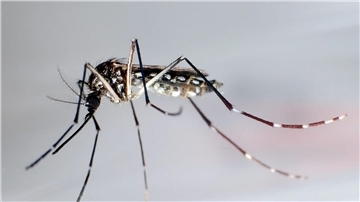 Stechmücke der Art „Aedes aegypti“ - auch „Stegomyia aegypti“: Die Gelbfiebermücke, Denguemücke oder Ägyptische Tigermücke überträgt verschiedene Krankheiten, darunter auch das Dengue-Fieber.