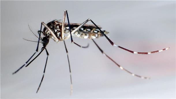 WHO warnt vor Ausbreitung von Dengue-Fieber in Europa Stechmücken der Art „Aedes aegypti“ - auch Gelbfiebermücken genannt - können den Erreger übertragen, der das Denguefieber auslöst.