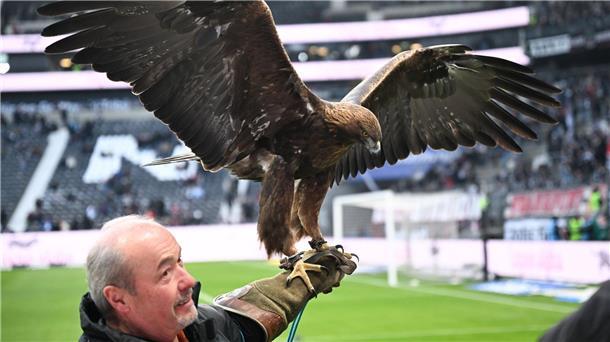Lebende Fußball-Maskottchen: Tierleid oder Tradition? Steinadler Attila hat eine Flügelspannweite von fast zwei Metern.